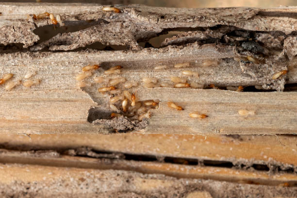 Best Cockroach Control Services  in Munising, MI